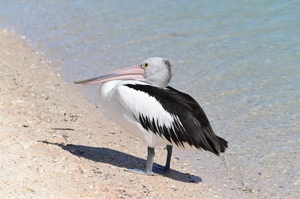 Australiska pelikanen på en strand — Stockfoto