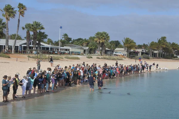 Dolfijnen voeden in Monkey Mia Shark Bay West Australië — Stockfoto