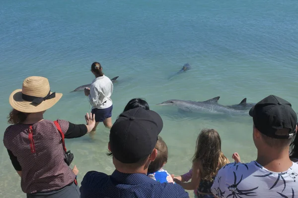 Alimentazione dei delfini a Monkey Mia Shark Bay Australia occidentale — Foto Stock