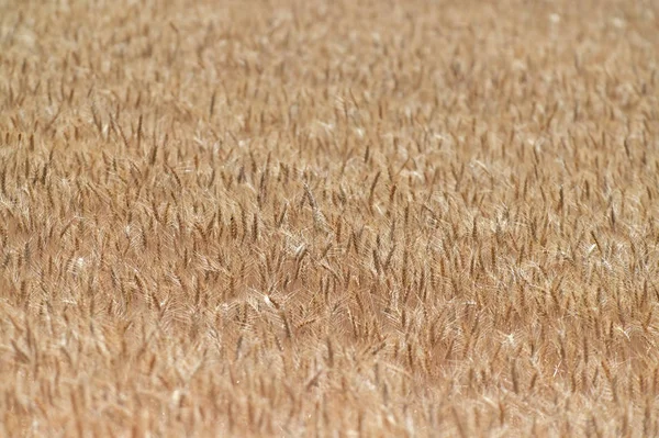 Achtergrond van de tarwegewassen — Stockfoto