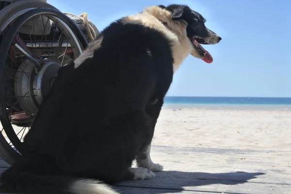 边境牧羊犬坐在轮椅旁边 — 图库照片