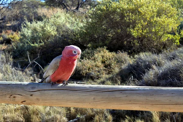 一只雄性加拉鸟鹦鹉坐在木栅栏上 — 图库照片