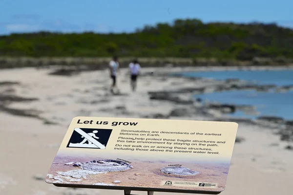 Bad behaviour tourist walking on Stromatolites in Lake Thetis Ce — Stock Photo, Image
