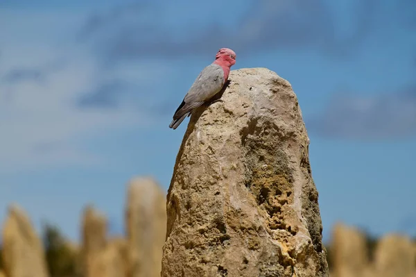 西オーストラリア州の頂点に座っているGalah bird Cockatoo — ストック写真