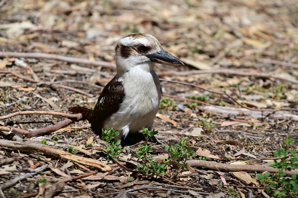 Skrattande kookaburra stående på marken i västra Australien — Stockfoto