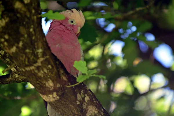 Papoušek papoušek kohoutí — Stock fotografie