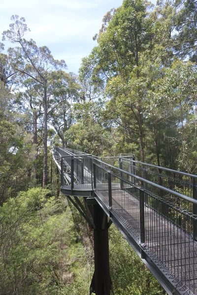 Valley of the Giants Tree Top Walk in Danimarca Australia Occidentale — Foto Stock