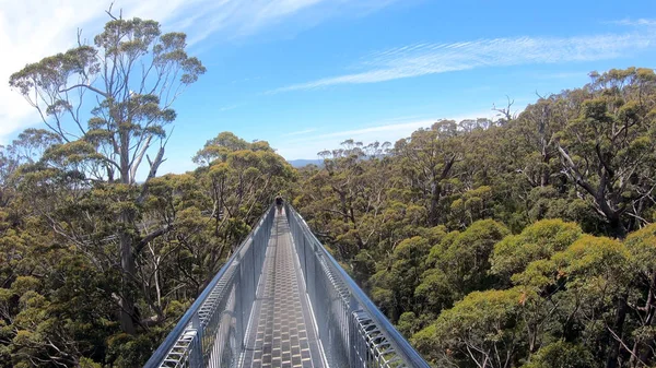 Valley of the Giants Tree Top Walk na Dinamarca Austrália Ocidental — Fotografia de Stock