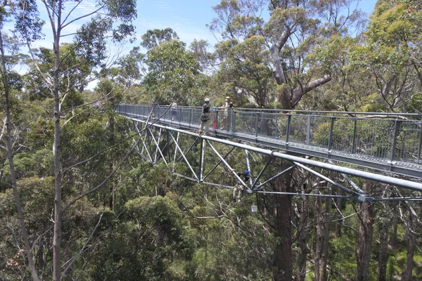 Valley of the Giants Tree Top Walk in Danimarca Australia Occidentale — Foto Stock