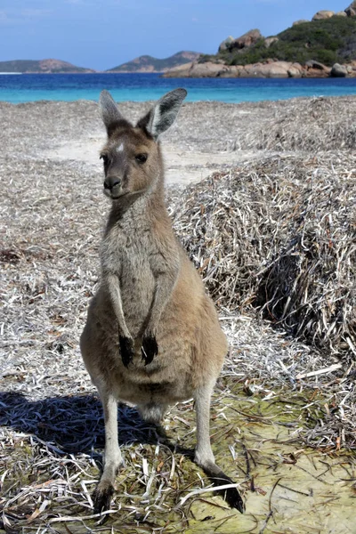 Kangaroo στην παραλία στο Lucky Bay Cape le Grand στη Δυτική Aus — Φωτογραφία Αρχείου