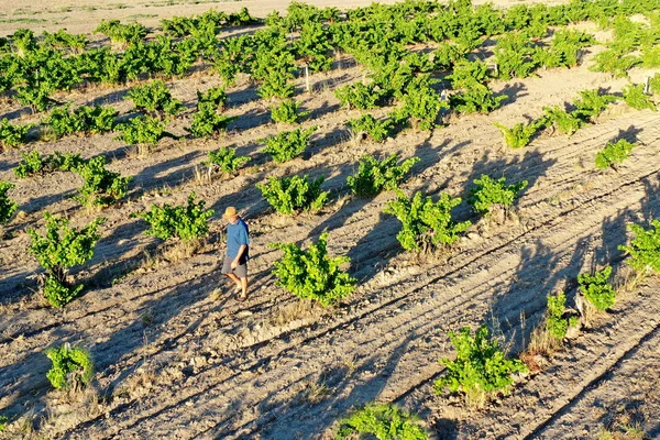 Australian farmer in a vineyard in Swan Valley near Perth in Wes — Stock Photo, Image