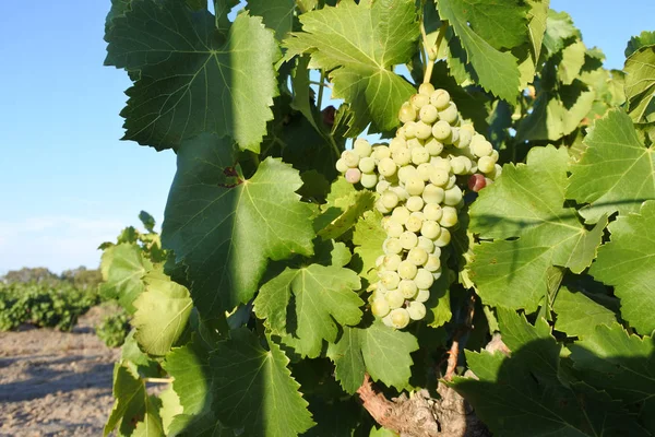 Wine grapes corps growing in a vineyard in Swan Valley Western A — Stock Photo, Image