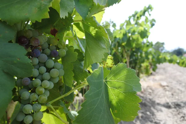 Wine grapes corps growing in a vineyard in Swan Valley Western A — Stock Photo, Image