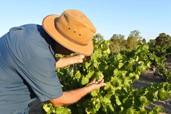 Agricultor australiano en un viñedo en Swan Valley cerca de Perth en Wes —  Fotos de Stock