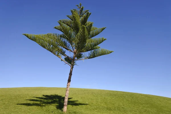 Norfolk island naaldboom — Stockfoto