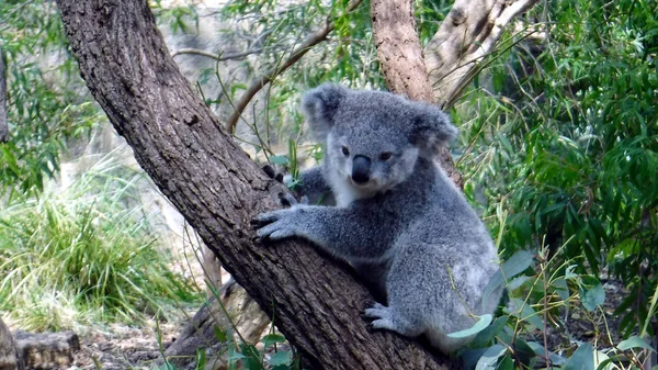 Koala Joey descansando em uma árvore — Fotografia de Stock