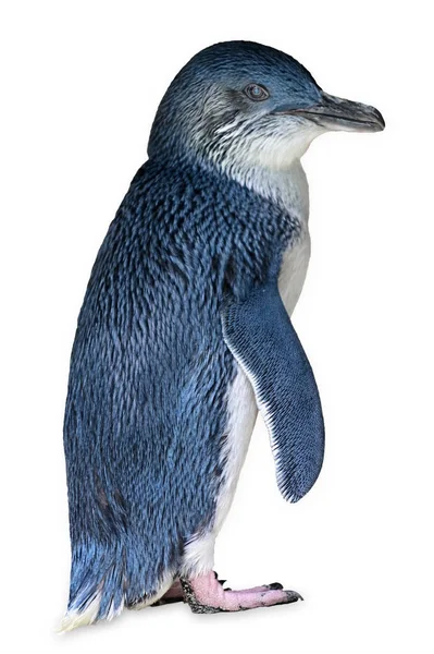 Kleiner Pinguin Isoliert Auf Weißem Hintergrund Kein Volk Kopierraum — Stockfoto