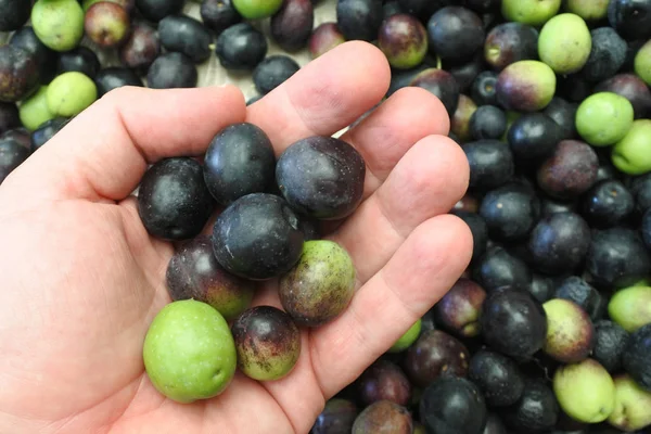Farmářská Ruka Držící Manzanilské Olivy Olivy Manzanillo Mají Dvojí Účel — Stock fotografie