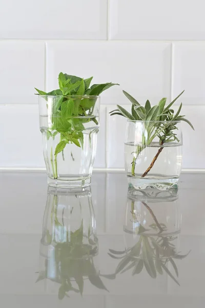 Plant cutting samples in a water cups. Plant cutting is a piece of a plant that is used in horticulture for vegetative (asexual) propagation.