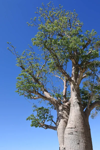 Adansonia Gregorii Boab Árvore Garrafa Contra Céu Azul — Fotografia de Stock