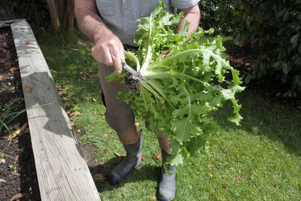 自宅の庭で新鮮なレタス植物の根を切ったアクティブな上級男性 持続可能な生活の概念写真 本物の人間だ スペースのコピー — ストック写真