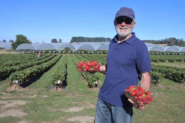 Strawberry Farmer Carrying Boxes Freshly Picked Strawberries Field Looking Camera — Stock Photo, Image