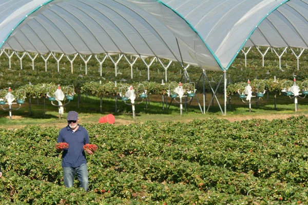 Farmář Jahodami Nesoucí Krabici Čerstvě Sklizenými Jahodami Pole Skuteční Lidé — Stock fotografie