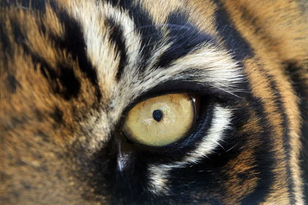 Bengalische Tiger Tierisches Auge Blickt Die Kamera Nahaufnahme Blick Die — Stockfoto