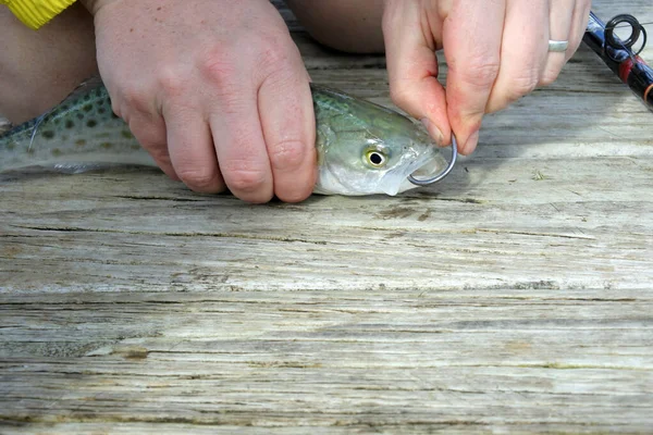 Närbild Människan Händer Rigga Ett Levande Bete Ett Fiskespö Över — Stockfoto