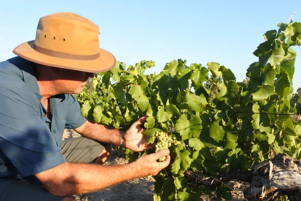 Agricultor Australiano Revisando Cuerpo Uvas Vino Creciendo Viñedo Swan Vally —  Fotos de Stock