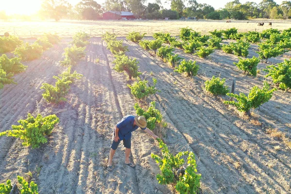 Aerial landscape view of Australian farmer checking wine grapes corps growing in a vineyard in Swan Valley near Perth in Western, Australia.