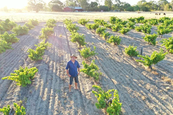 Vista Aérea Del Paisaje Del Agricultor Australiano Pie Viñedo Mirando — Foto de Stock