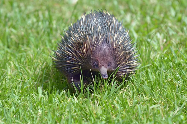 Vista Frontal Echidna Puercoespín Caminando Sobre Hierba Verde Queensland Australia — Foto de Stock