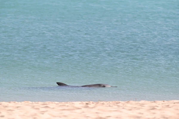 Delfín Hembra Nariz Botella Indo Pacífico Playa Monkey Mia Shark — Foto de Stock