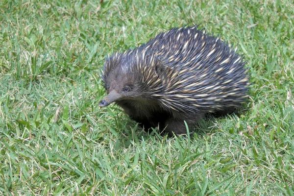 Zijaanzicht Van Echidna Stekelvarken Wandelingen Groen Gras — Stockfoto