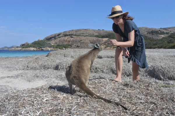 Mujer Australiana Adulta Acariciando Canguro Lucky Bay Cape Grand Western — Foto de Stock