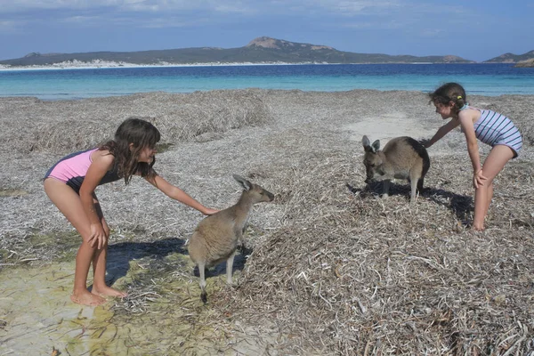 Gadis Muda Australia Bermain Dengan Kanguru Lucky Bay Cape Grand — Stok Foto