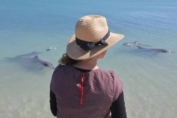 Donna Australiana Che Guarda Delfini Vitelli Femmina Tursiopi Indo Pacifici — Foto Stock