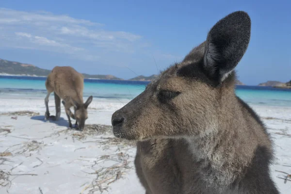Dos Canguros Playa Lucky Bay Cape Grand Australia Occidental — Foto de Stock