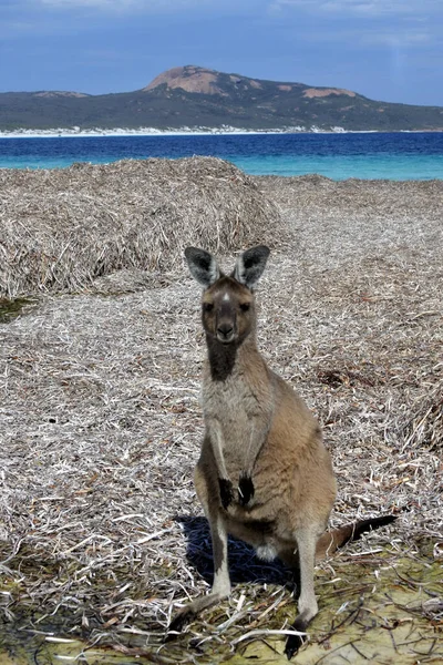 Canguro Playa Lucky Bay Cape Grand Australia Occidental —  Fotos de Stock
