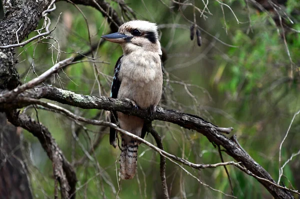 Smějící Kookaburra Pták Sedí Větvi Stromu Hledá Modlitbu Jihozápadní Austrálii — Stock fotografie