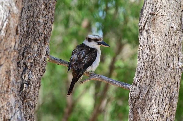 Smějící Kookaburra Sedí Větvi Stromu Národním Parku Yanchep Poblíž Perthu — Stock fotografie