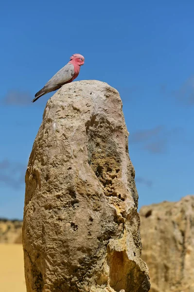 Galah bird Cockatoo sitting on a pinnacle in the pinnacles desert Western Australia.