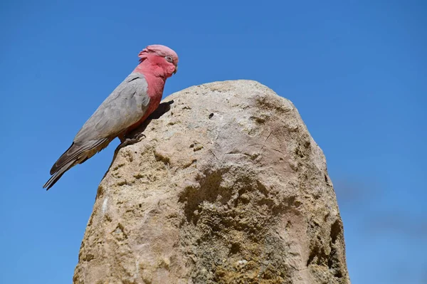 Galah Pájaro Cacatúa Sentado Pináculo Desierto Pináculos Australia Occidental — Foto de Stock