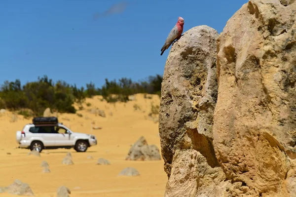 Galah Vogel Kakadu Sitzt Auf Einem Gipfel Den Zinnen Wüste — Stockfoto