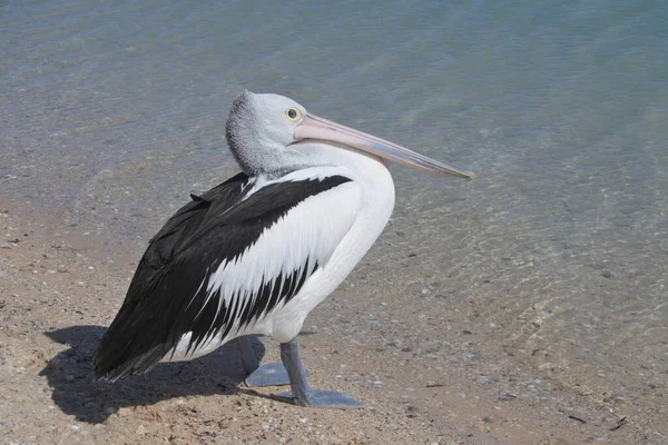 Австралийский Пеликан Большая Водоплавающая Птица Пляже Шарк Бей Западная Австралия — стоковое фото