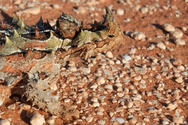 Gad Ciernisty Moloch Horridus Zatoce Rekinów Australii Zachodniej — Zdjęcie stockowe