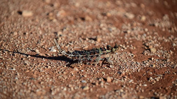 Gad Ciernisty Moloch Horridus Zatoce Rekinów Australii Zachodniej — Zdjęcie stockowe