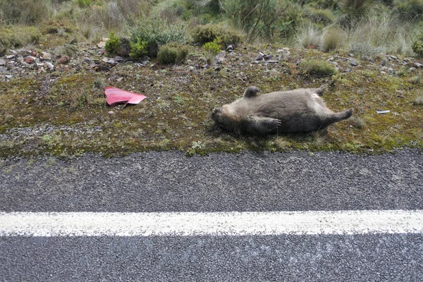 Tasmania Mar 2019 Roadkill Wombat Tasmania Κατέχει Εδώ Και Καιρό — Φωτογραφία Αρχείου