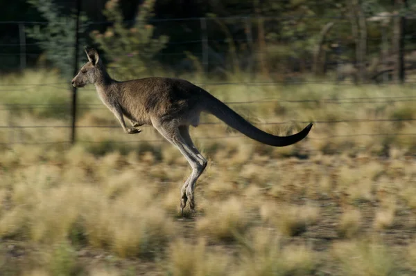Eastern Grey Kangaroo Jumping Outback Canberra Australia Capital Territory — Stock Photo, Image